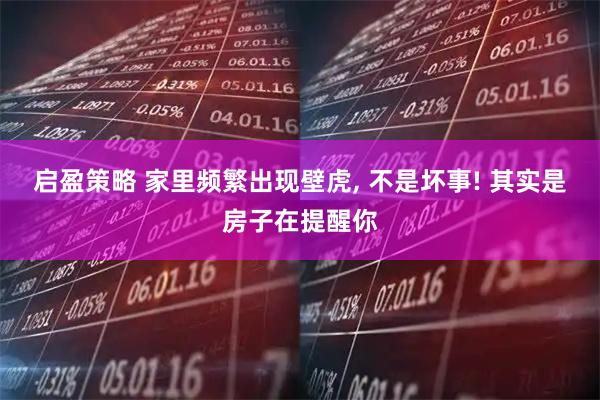 启盈策略 家里频繁出现壁虎, 不是坏事! 其实是房子在提醒你
